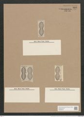 Navicula chersonensis var. apiformis Grun. (de-Toni-Nr.: Genus 1, Species 266) Zeichnungen Sammlung Grunow Nr. 616 (NHMW-BOT-W0366979)
